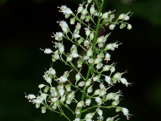 {Heuchera villosa}